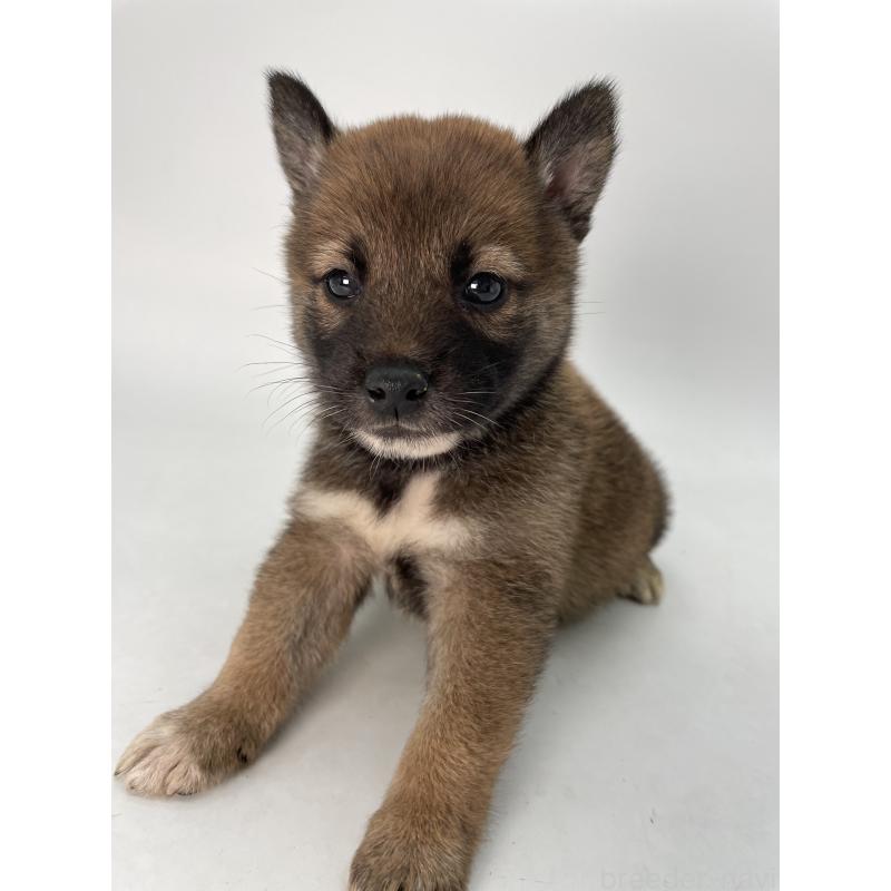 販売中の千葉県の柴犬-423451の6枚目