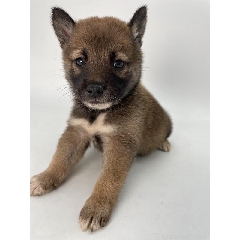 販売中の千葉県の柴犬-423451の5枚目