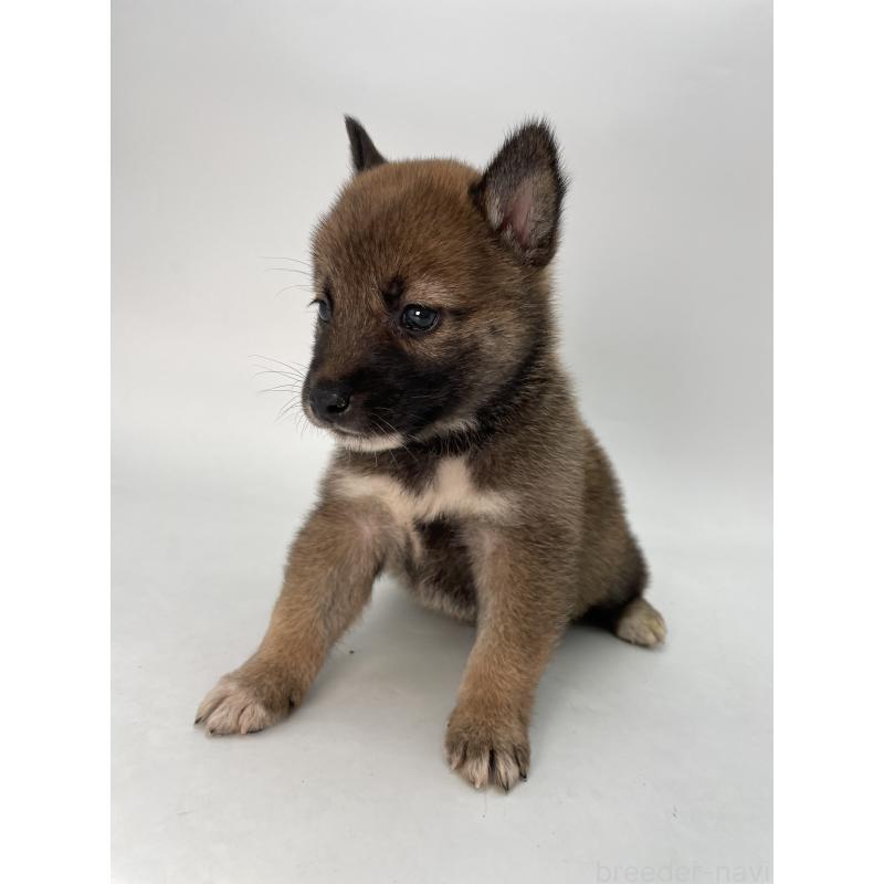 販売中の千葉県の柴犬-423451の4枚目