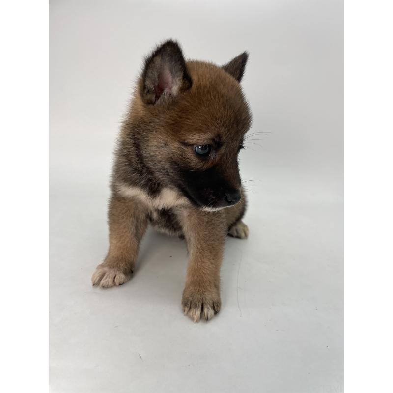 販売中の千葉県の柴犬-423451の3枚目