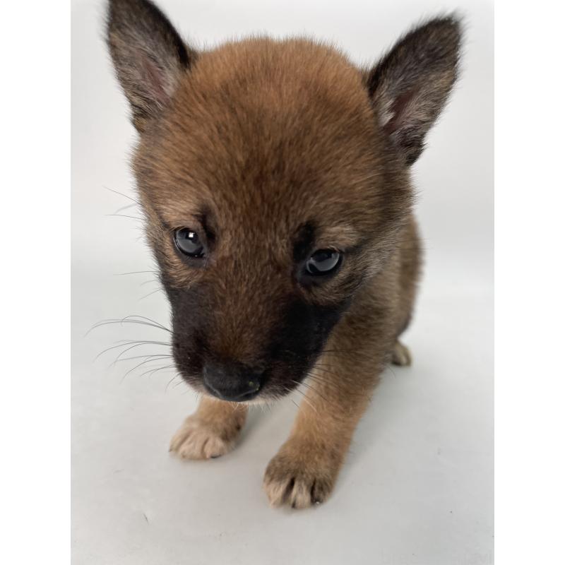 販売中の千葉県の柴犬-423451の2枚目