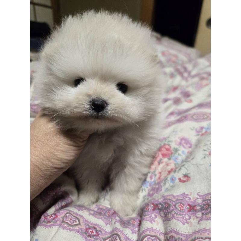販売中の京都府のポメラニアン-423450の5枚目