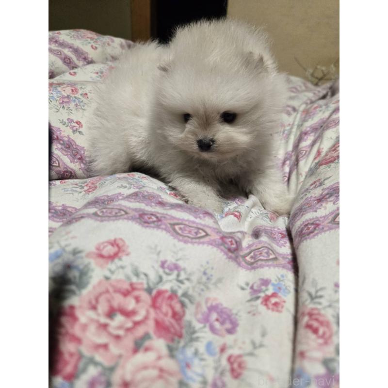 販売中の京都府のポメラニアン-423450の4枚目