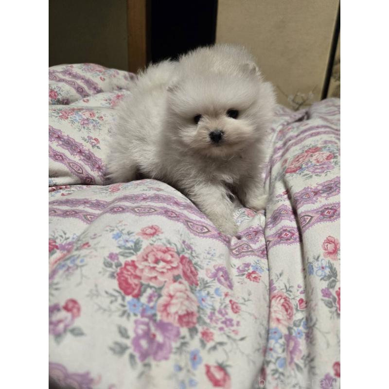 販売中の京都府のポメラニアン-423450の3枚目