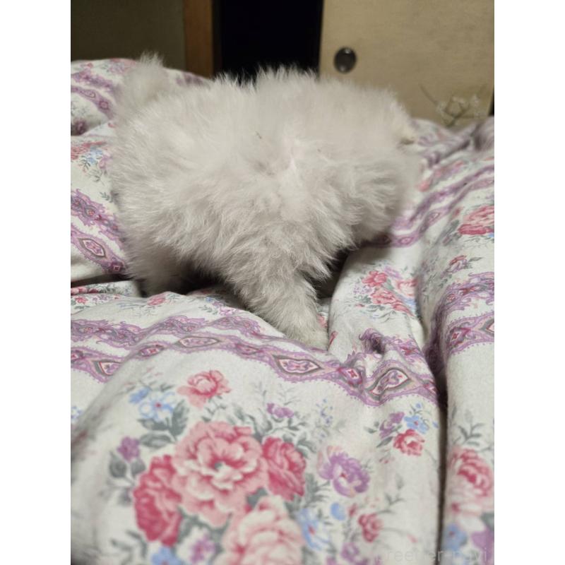 販売中の京都府のポメラニアン-423450の2枚目