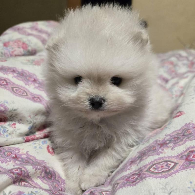 販売中の京都府のポメラニアン-423450