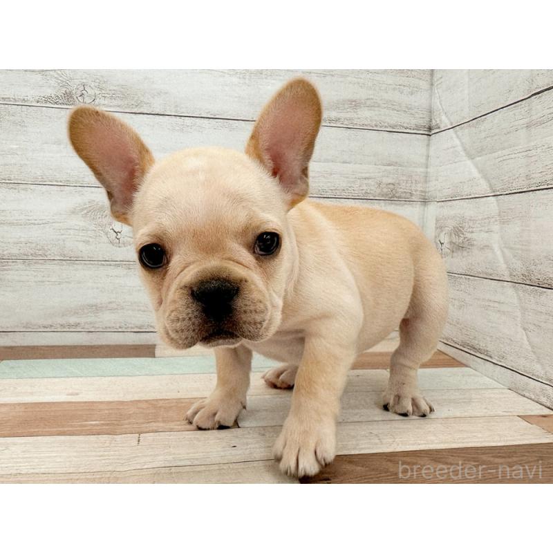 販売中の新潟県のフレンチブルドッグ-423452の5枚目