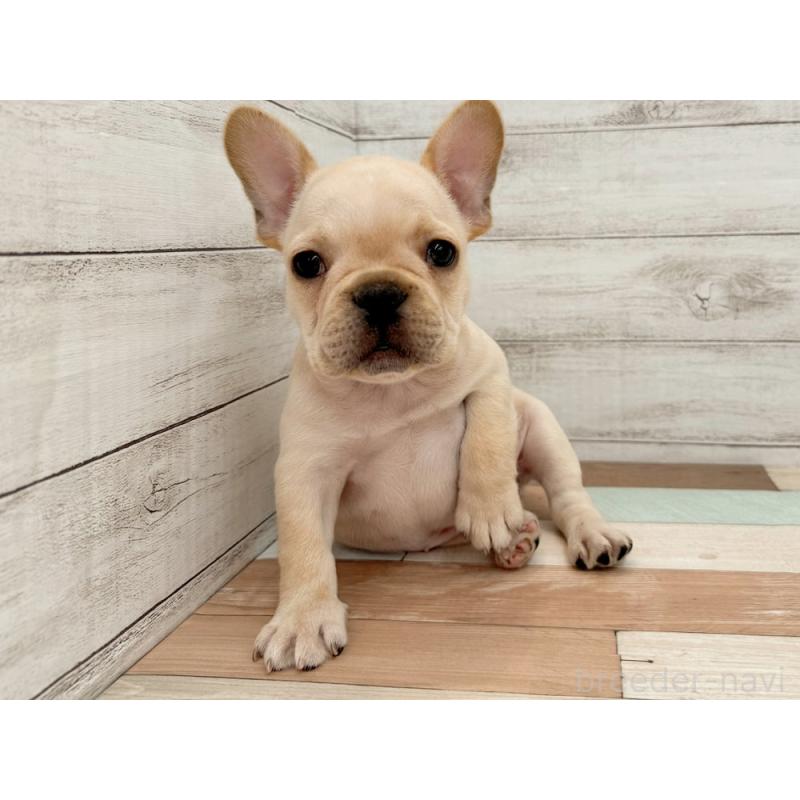 販売中の新潟県のフレンチブルドッグ-423452の4枚目