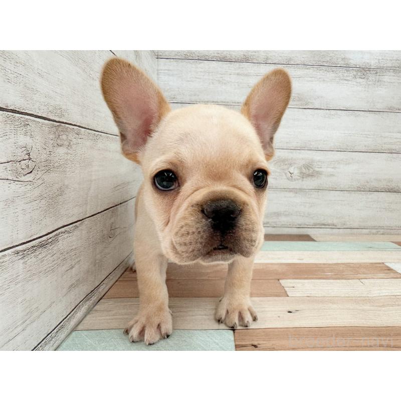 販売中の新潟県のフレンチブルドッグ-423452の2枚目