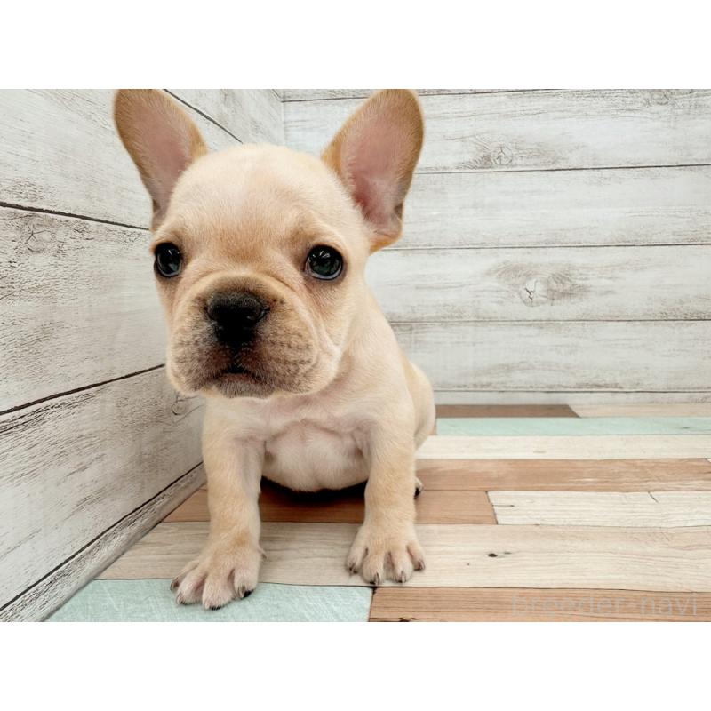 販売中の新潟県のフレンチブルドッグ-423452の3枚目