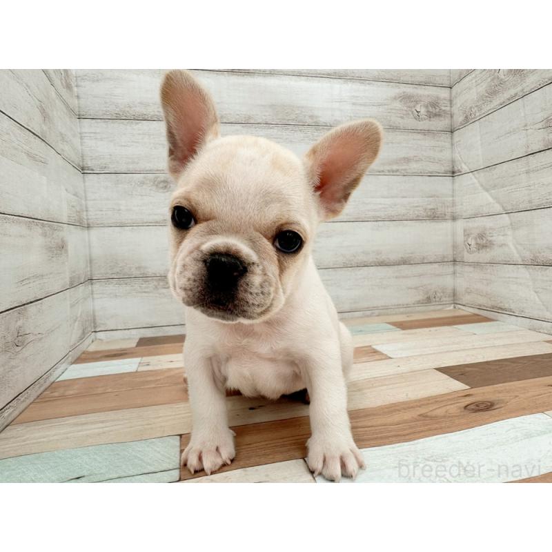 販売中の新潟県のフレンチブルドッグ-423453の5枚目