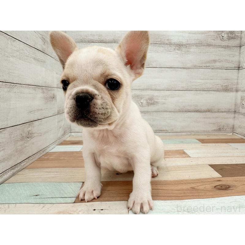 販売中の新潟県のフレンチブルドッグ-423453の4枚目