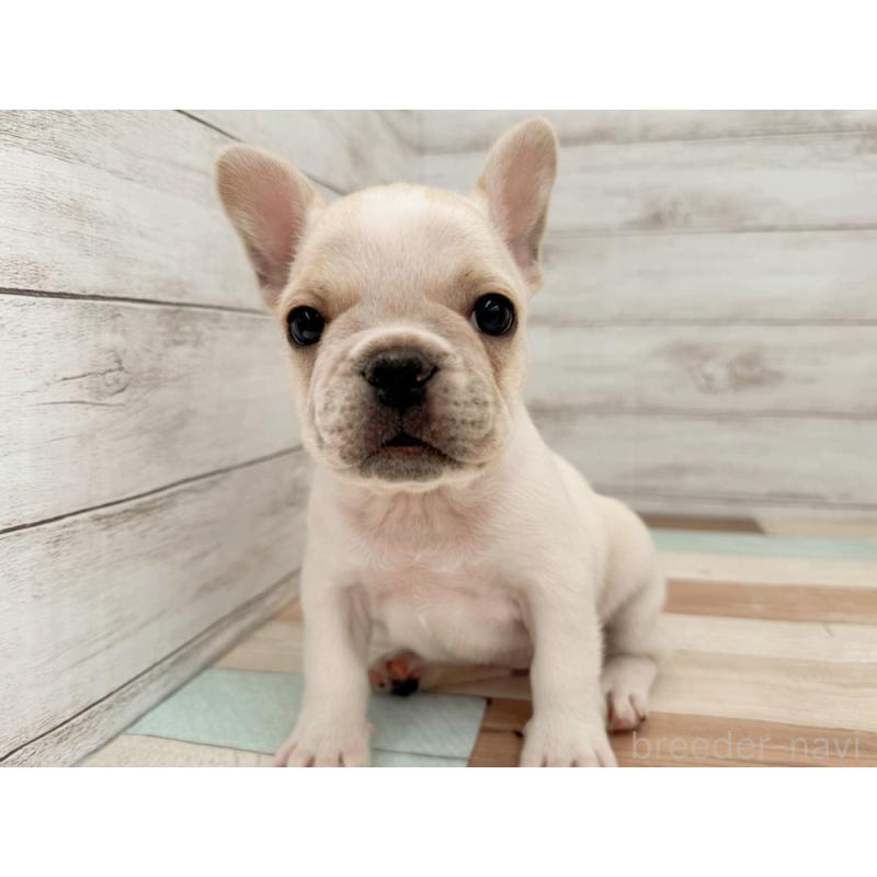 販売中の新潟県のフレンチブルドッグ-423453の3枚目