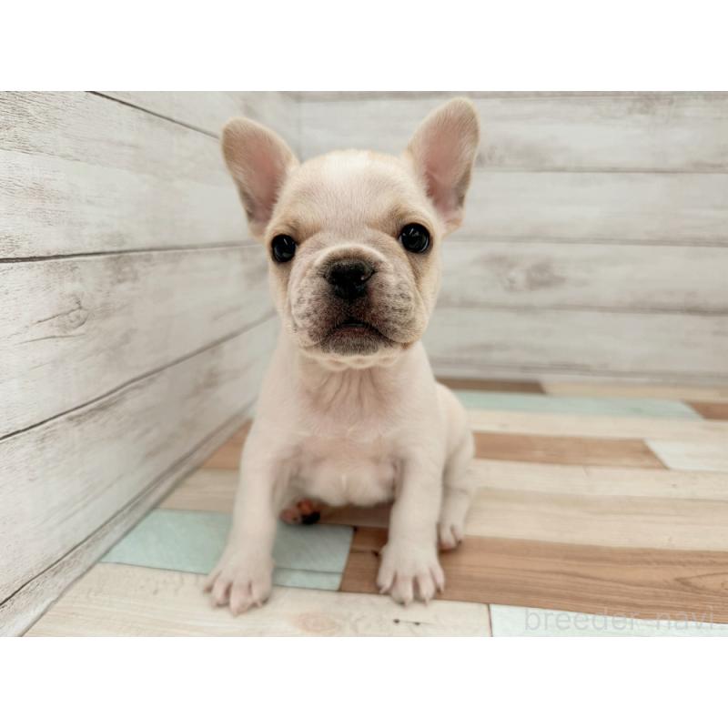 販売中の新潟県のフレンチブルドッグ-423453の2枚目