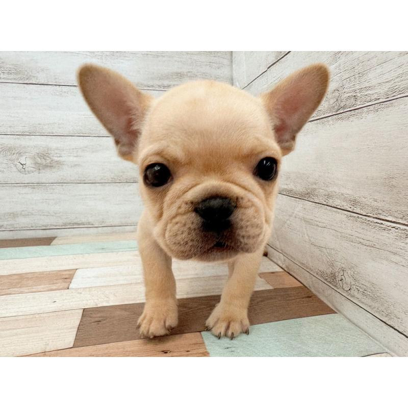 販売中の新潟県のフレンチブルドッグ-423455の5枚目