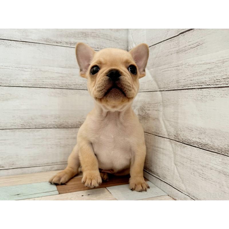 販売中の新潟県のフレンチブルドッグ-423455の4枚目