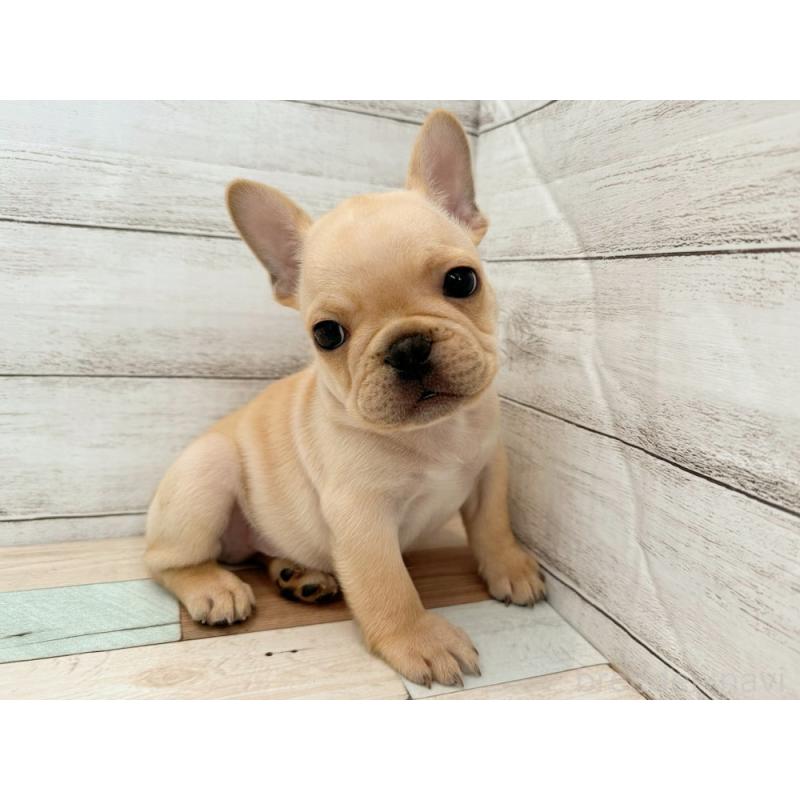 販売中の新潟県のフレンチブルドッグ-423455の2枚目