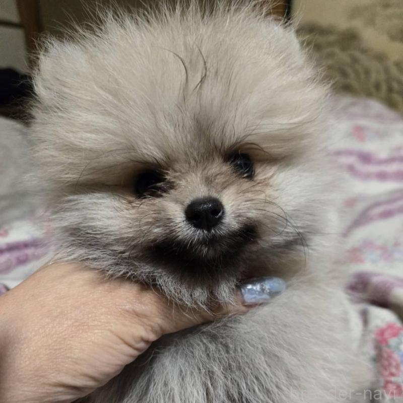 販売中の京都府のポメラニアン-423454