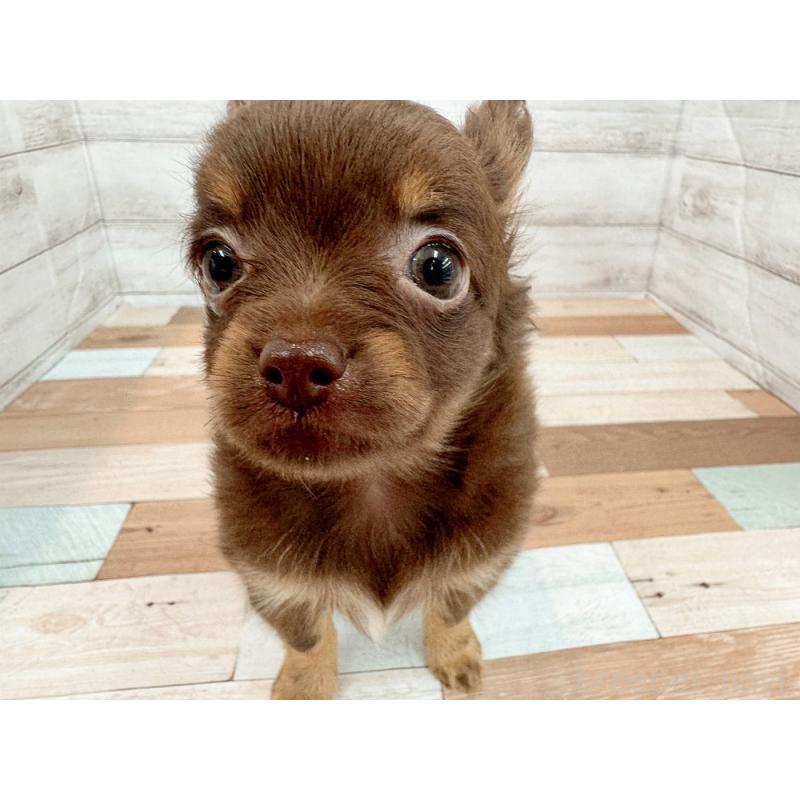 販売中の新潟県のチワワ(ロングコート)-423456の5枚目