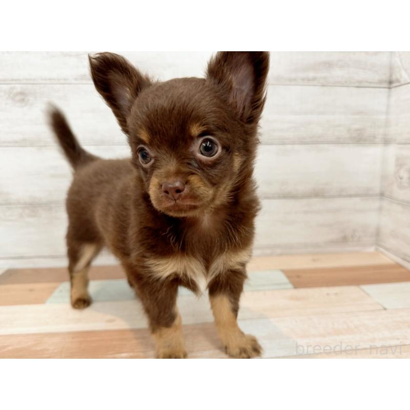 販売中の新潟県のチワワ(ロングコート)-423456の4枚目