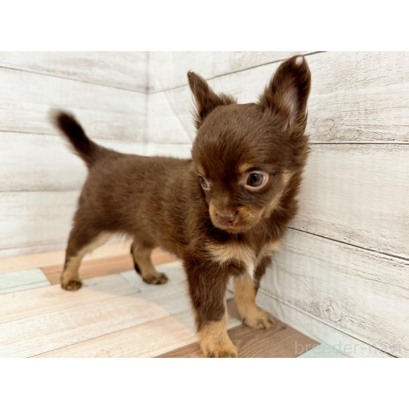 販売中の新潟県のチワワ(ロングコート)-423456の3枚目