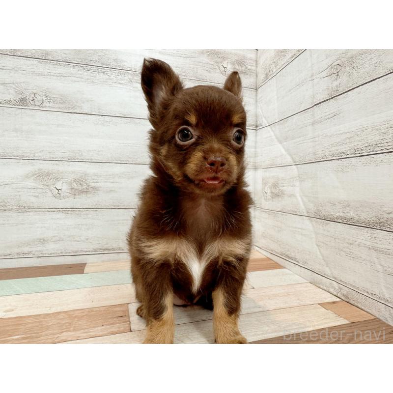 販売中の新潟県のチワワ(ロングコート)-423456の2枚目