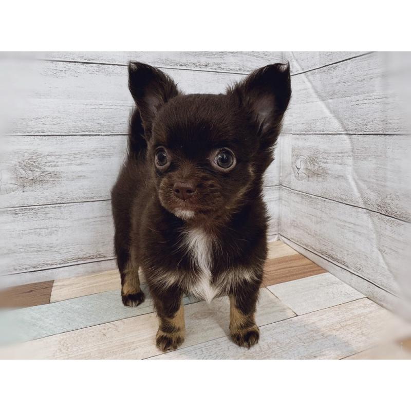 販売中の新潟県のチワワ(ロングコート)-423457の5枚目