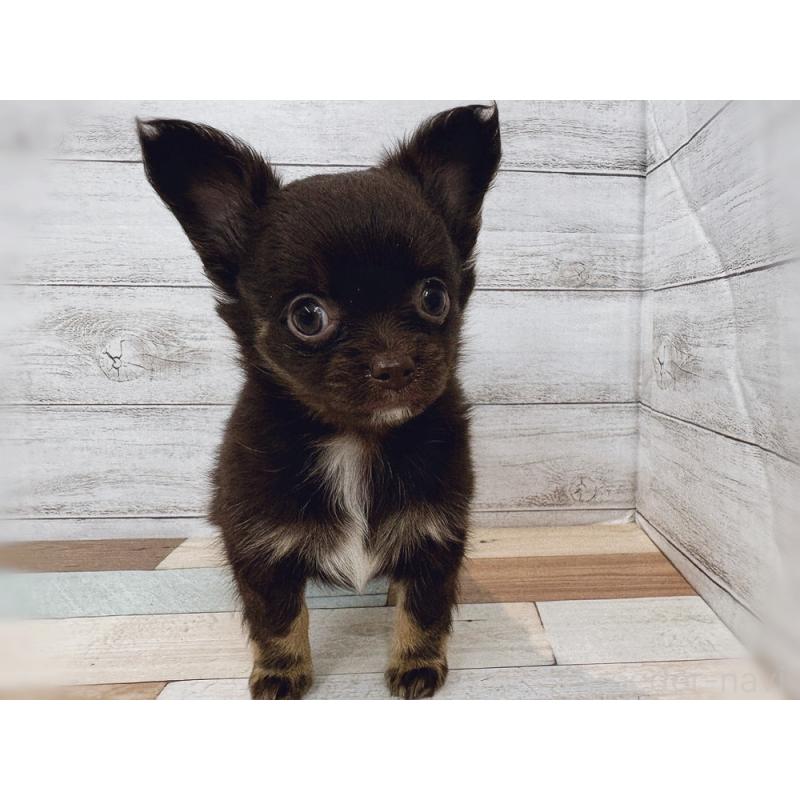 販売中の新潟県のチワワ(ロングコート)-423457の4枚目