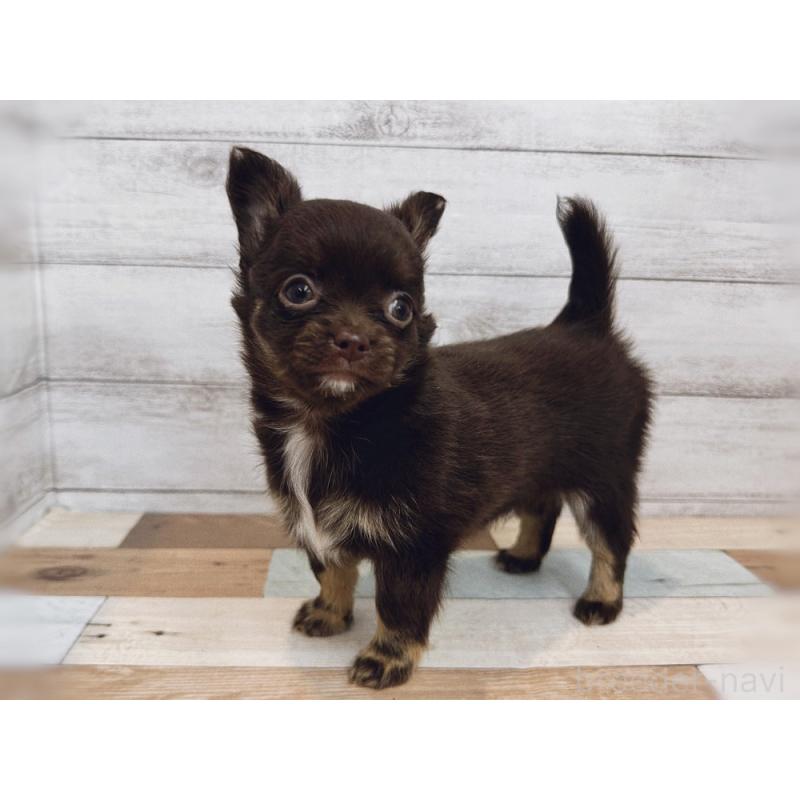 販売中の新潟県のチワワ(ロングコート)-423457の3枚目