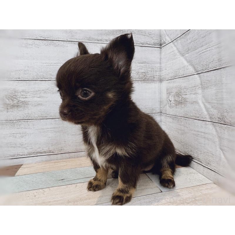 販売中の新潟県のチワワ(ロングコート)-423457の2枚目