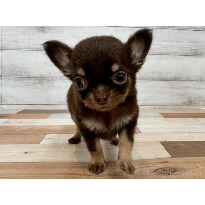 販売中の新潟県のチワワ(ロングコート)-423458の5枚目