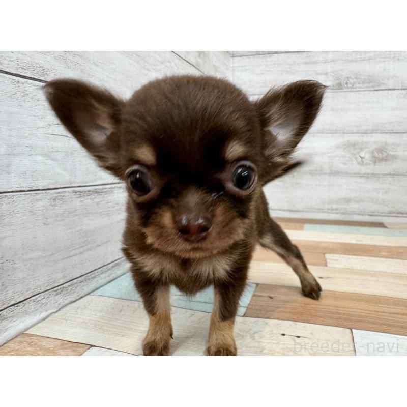 販売中の新潟県のチワワ(ロングコート)-423458の4枚目