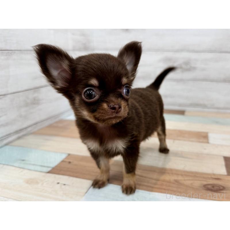 販売中の新潟県のチワワ(ロングコート)-423458の3枚目