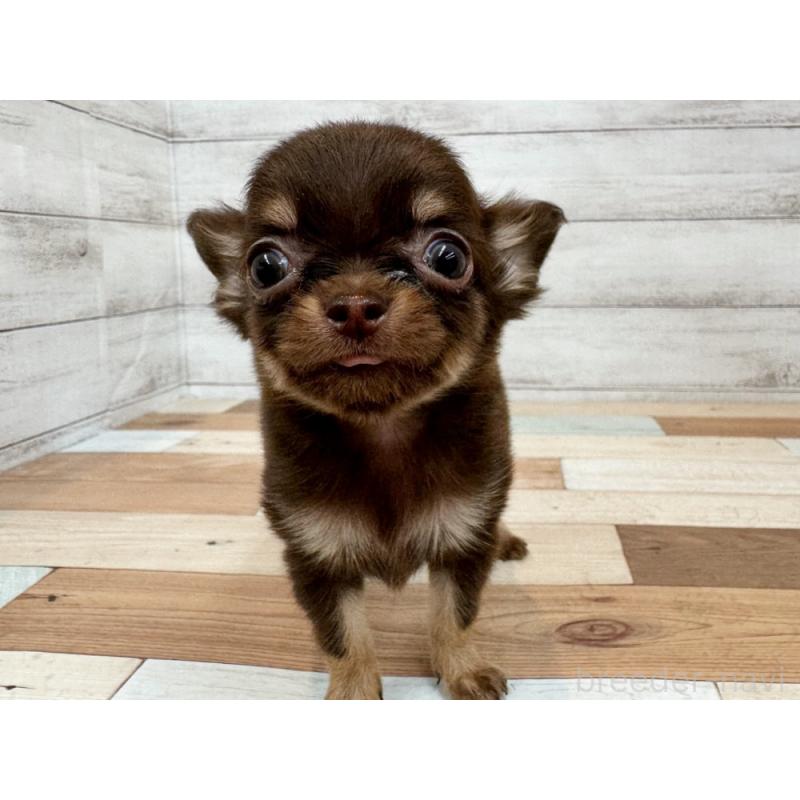 販売中の新潟県のチワワ(ロングコート)-423458の2枚目