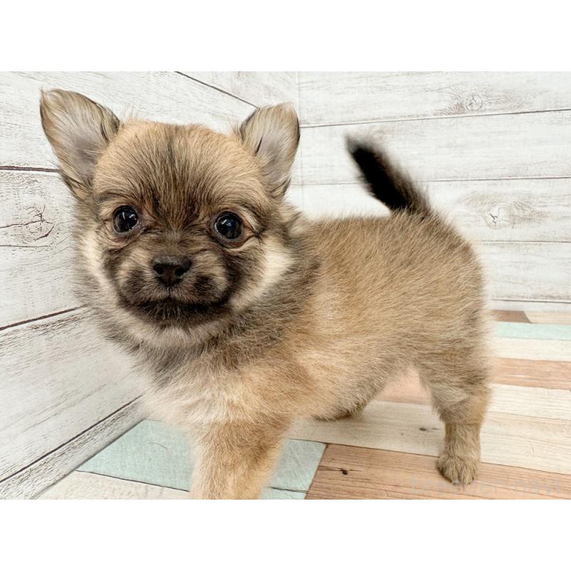 販売中の新潟県のポメチワ:ポメラニアン×チワワ-423459の5枚目