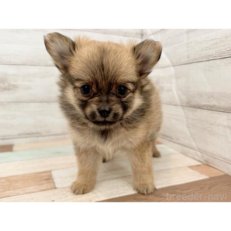 販売中の新潟県のポメチワ:ポメラニアン×チワワ-423459の4枚目