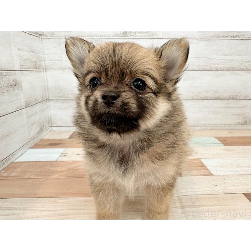 販売中の新潟県のポメチワ:ポメラニアン×チワワ-423459の3枚目