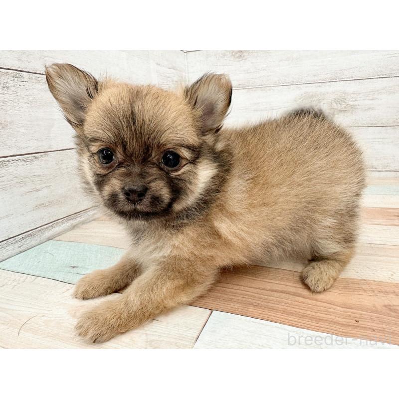 販売中の新潟県のポメチワ:ポメラニアン×チワワ-423459の2枚目