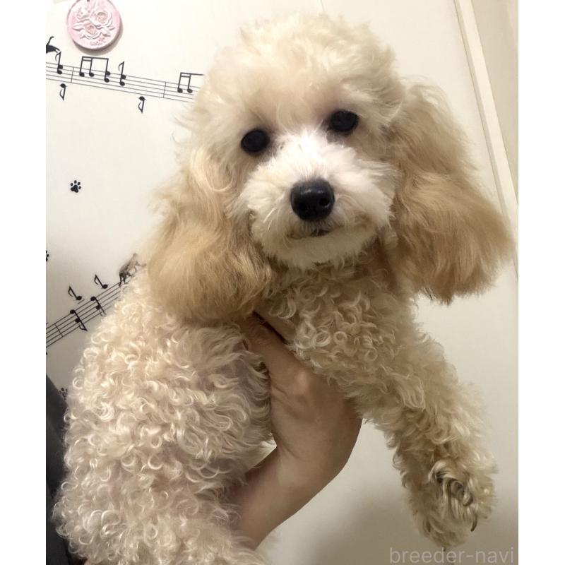 販売中の埼玉県のトイプードル-388211