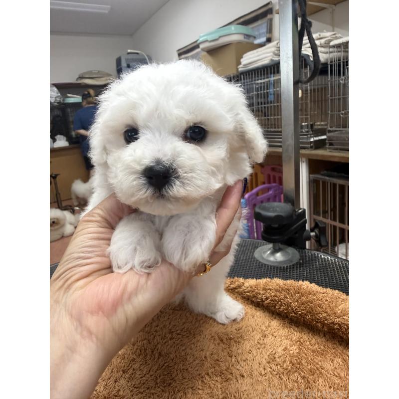 販売中の栃木県のビションフリーゼ-423460の10枚目