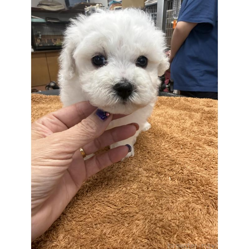 販売中の栃木県のビションフリーゼ-423460の8枚目