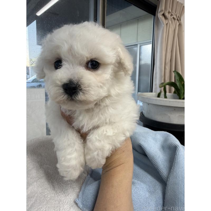 販売中の栃木県のビションフリーゼ-423460の7枚目