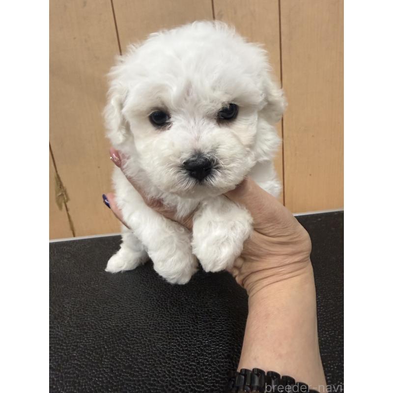 販売中の栃木県のビションフリーゼ-423460の6枚目