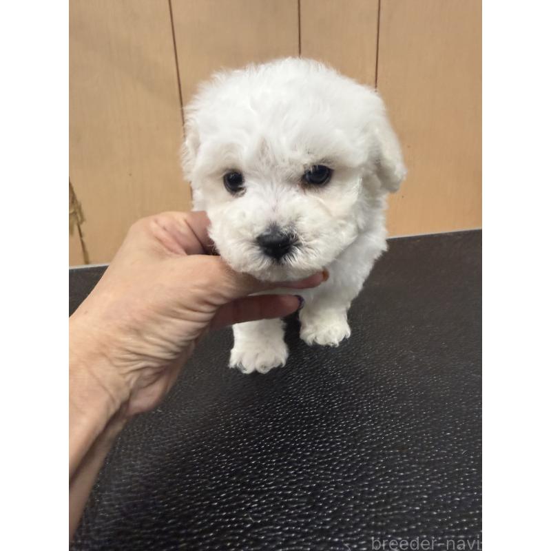 販売中の栃木県のビションフリーゼ-423460の5枚目