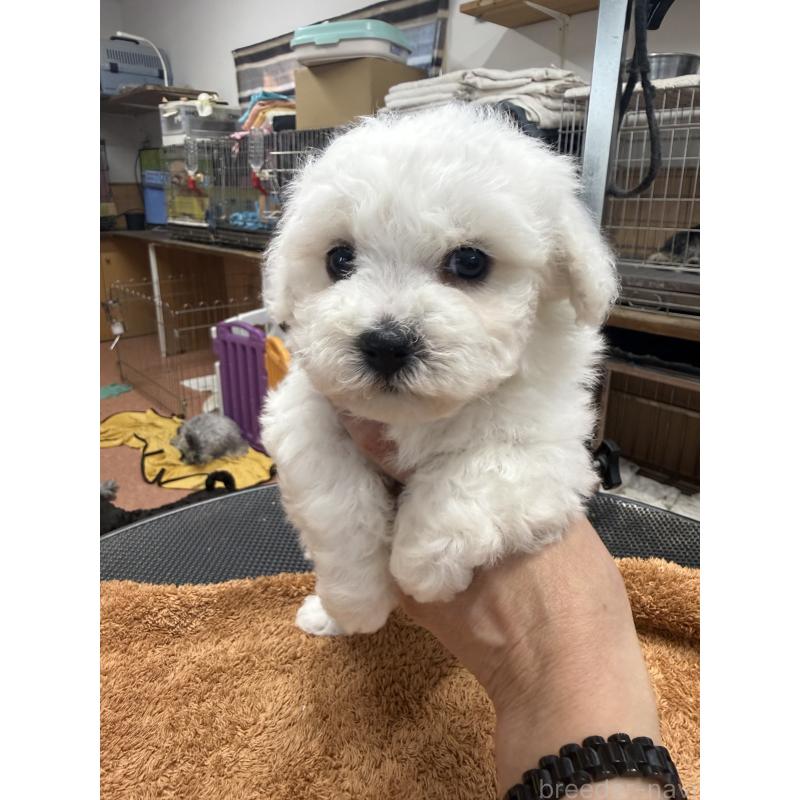 販売中の栃木県のビションフリーゼ-423460の4枚目