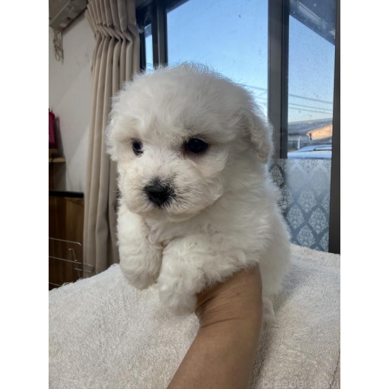 販売中の栃木県のビションフリーゼ-423460の3枚目