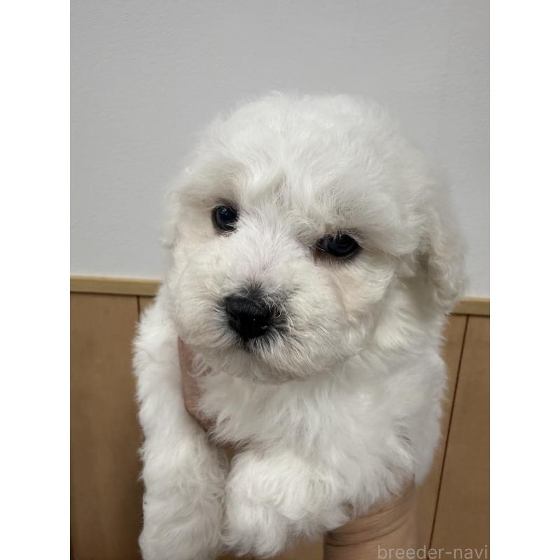 販売中の栃木県のビションフリーゼ-423460の2枚目