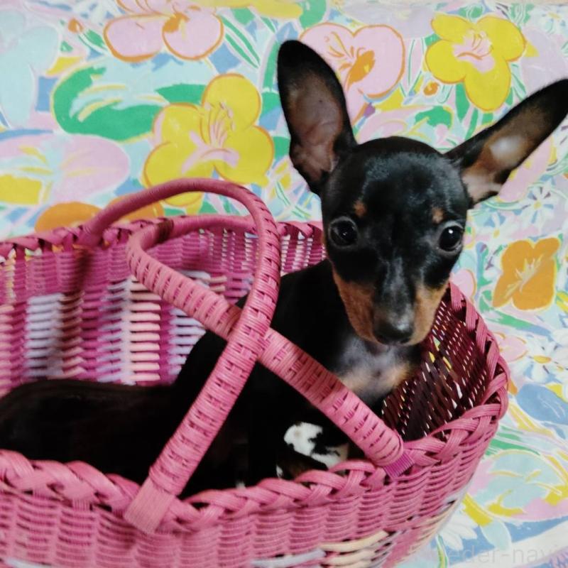 販売中の大阪府のミニチュアピンシャー(ミニピン)-423462の1枚目