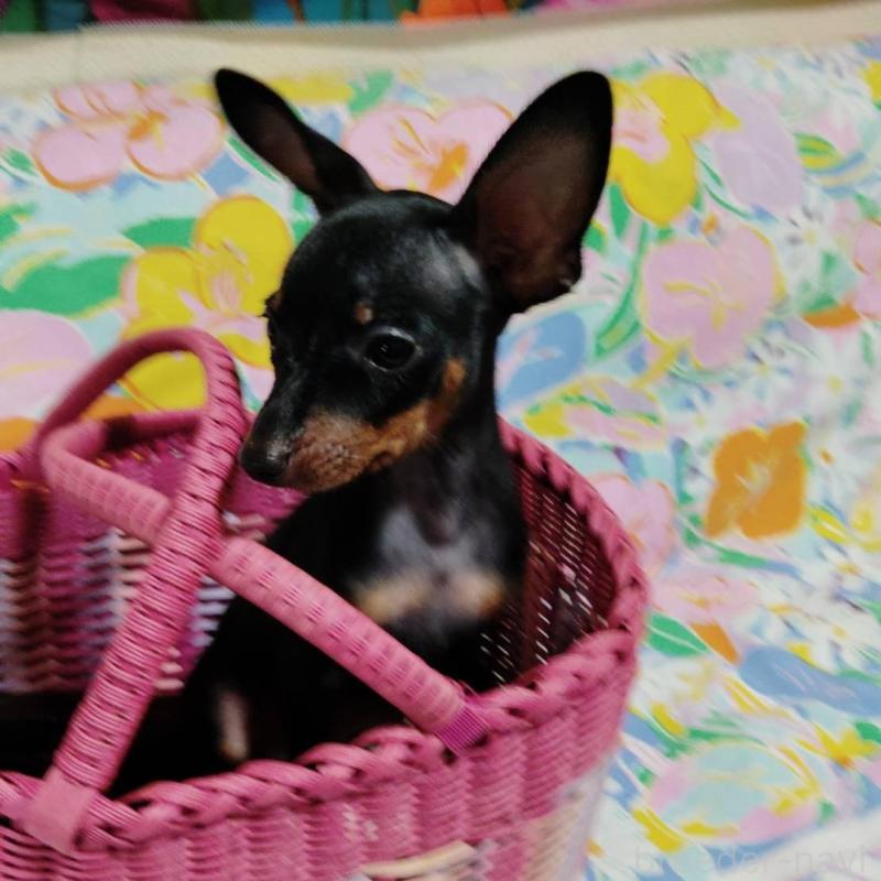 販売中の大阪府のミニチュアピンシャー(ミニピン)-423462の2枚目