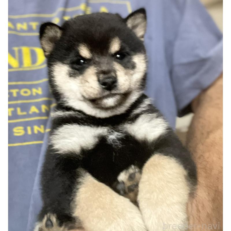 販売中の埼玉県の豆柴-423461の6枚目